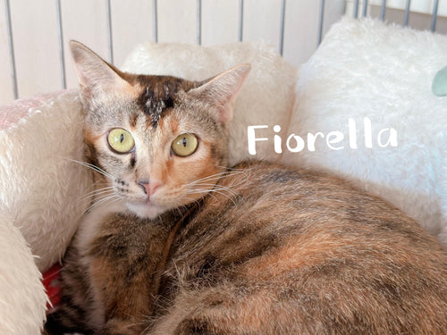 Fiorella