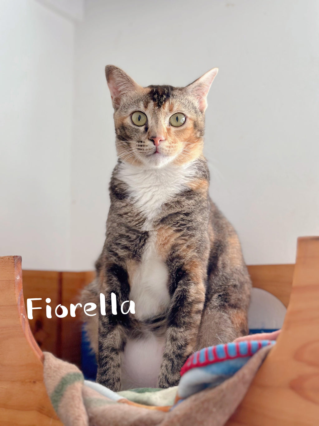 Fiorella