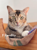 Fiorella