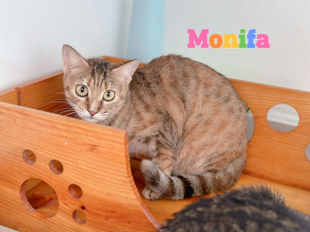 Monifa
