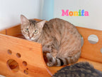 Monifa