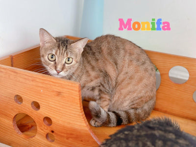 Monifa