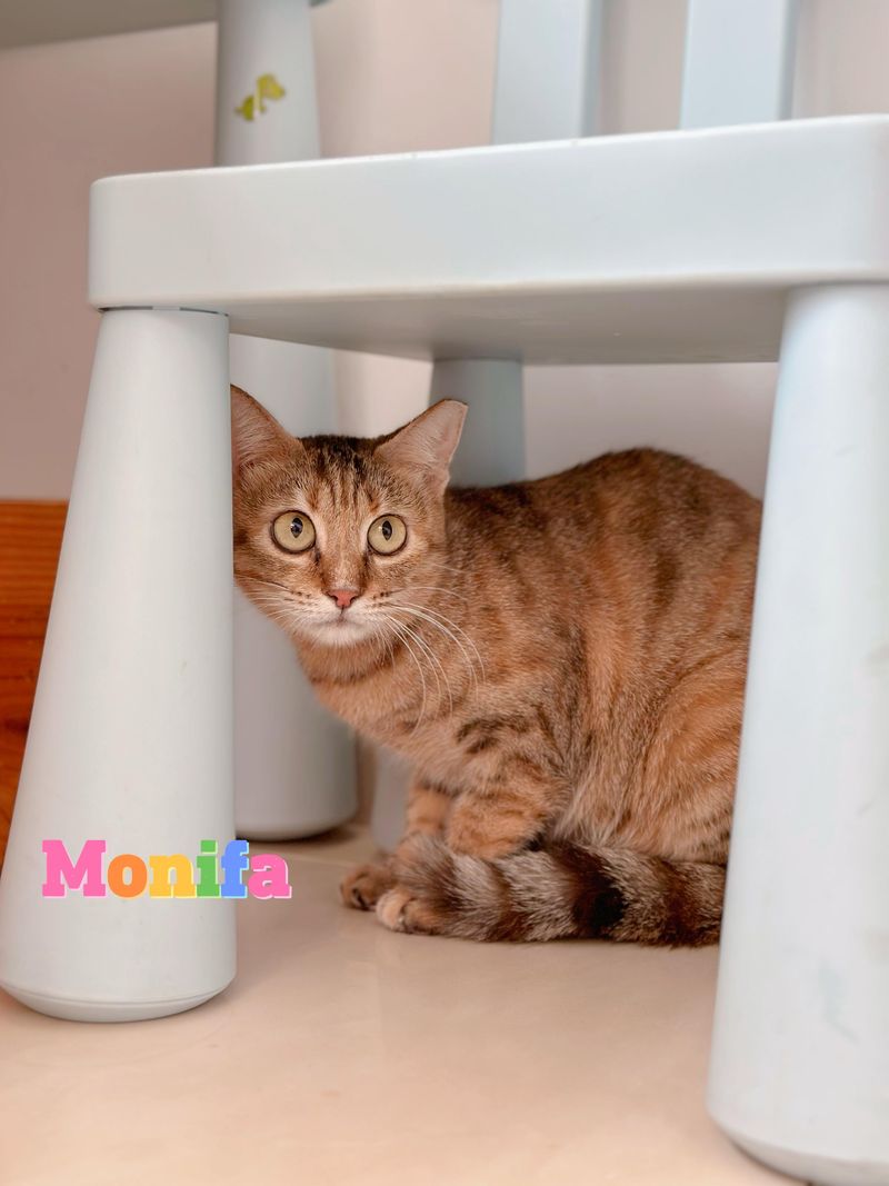 Monifa