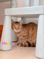 Monifa