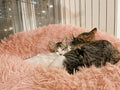 Fish Kittens
