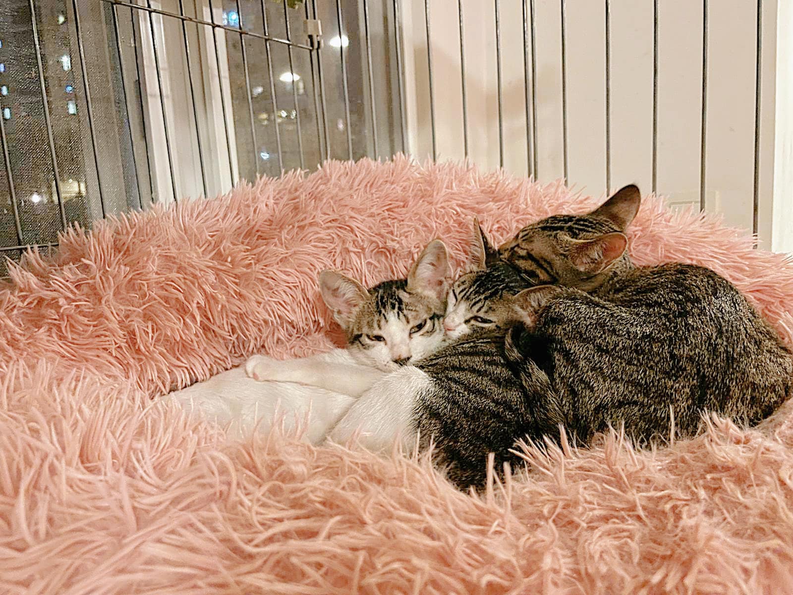 Fish Kittens