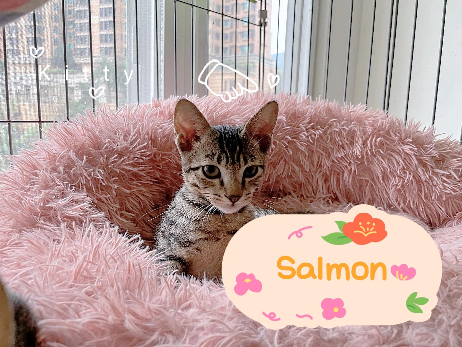 Fish Kittens