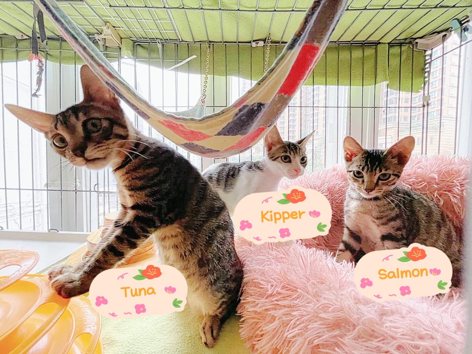 Fish Kittens