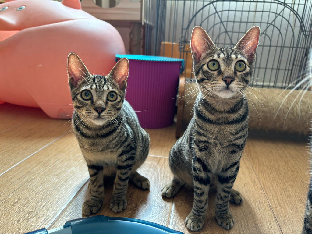 Fish Kittens