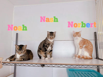 Noah, Nash, Norbert, Nadia