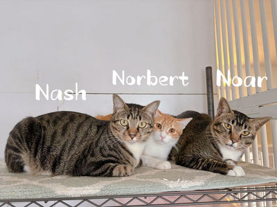 Noah, Nash, Norbert, Nadia