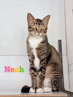 Noah, Nash, Norbert, Nadia