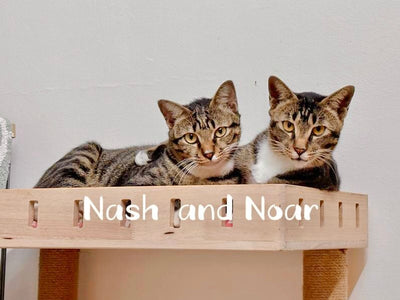 Noah, Nash, Norbert, Nadia