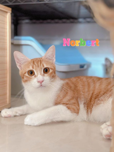 Noah, Nash, Norbert, Nadia