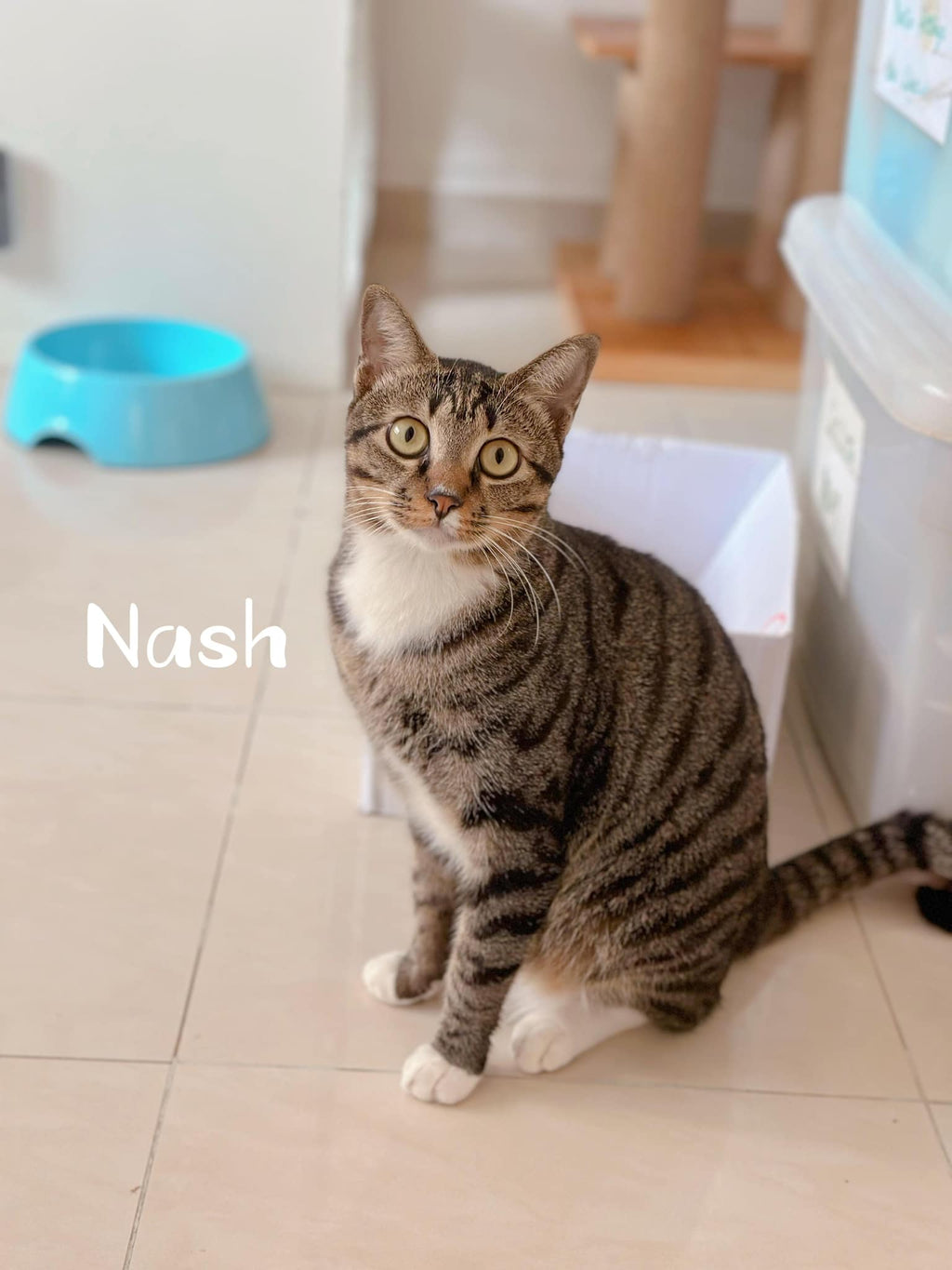 Noah, Nash, Norbert, Nadia