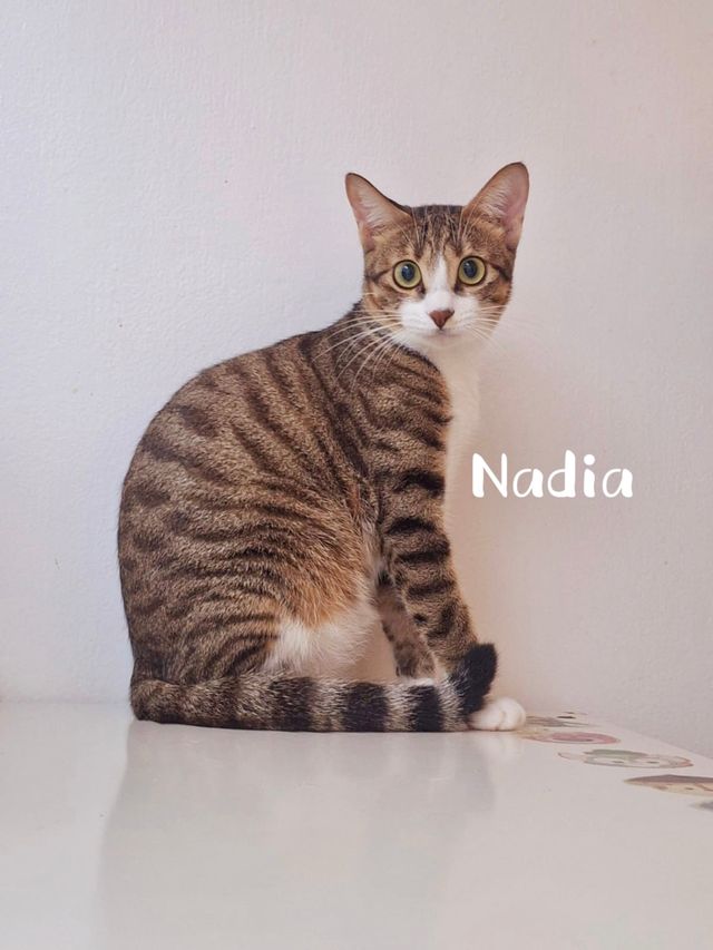 Noah, Nash, Norbert, Nadia