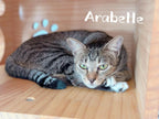 Arabelle
