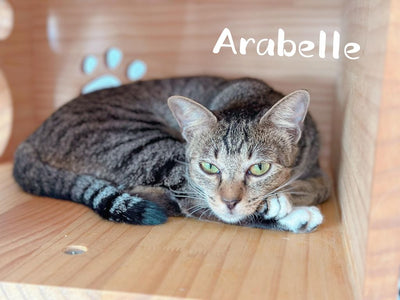 Arabelle
