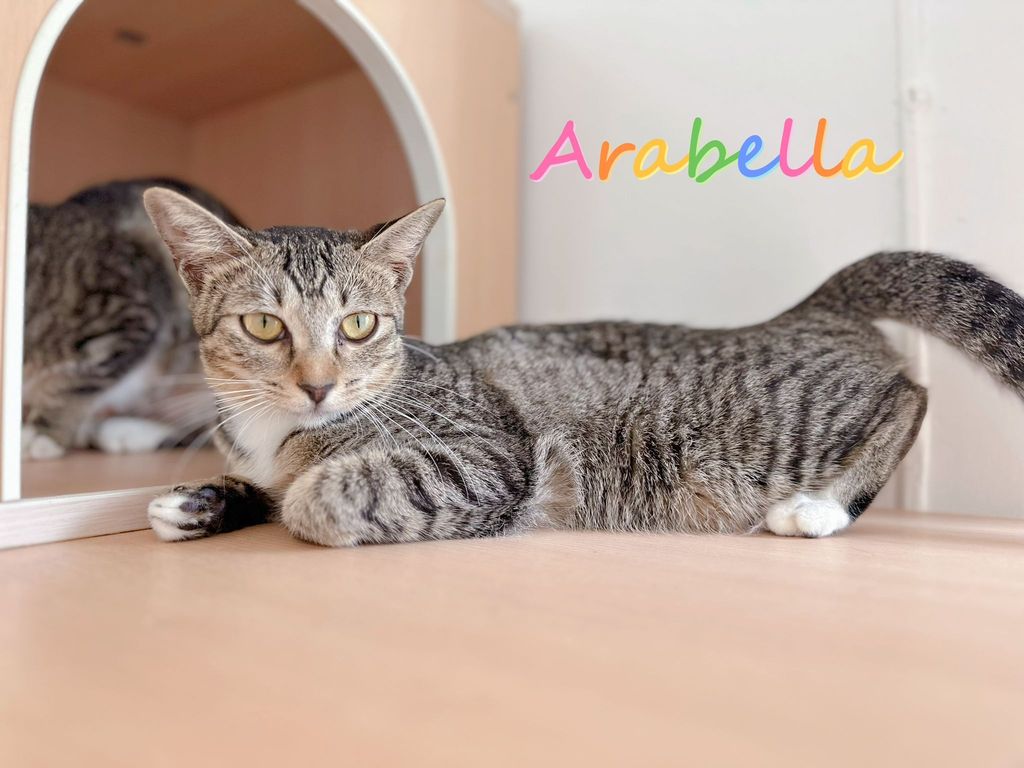 Arabelle