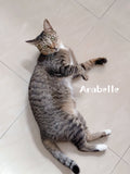 Arabelle