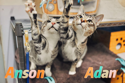 Adan, Anson, Ariel