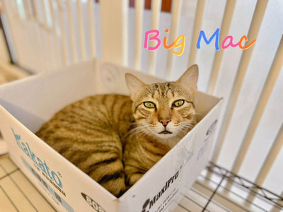 Big Mac