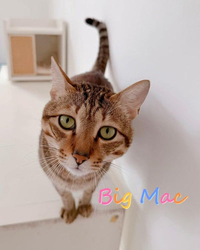 Big Mac