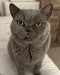 Bleue