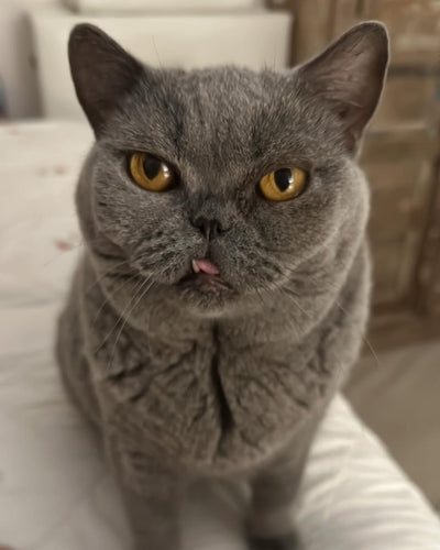 Bleue