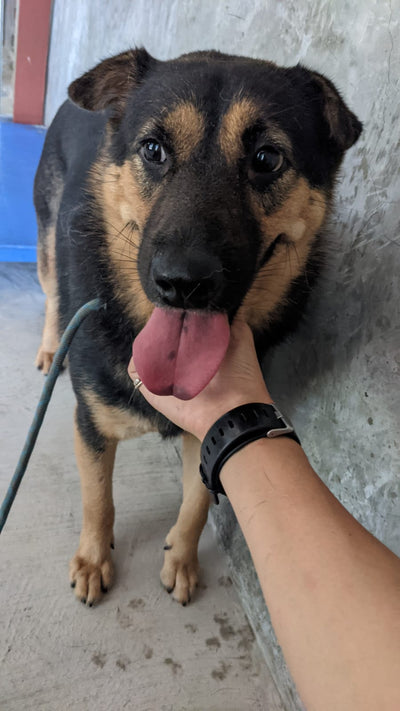 Nova