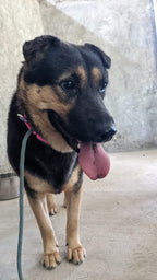 Nova