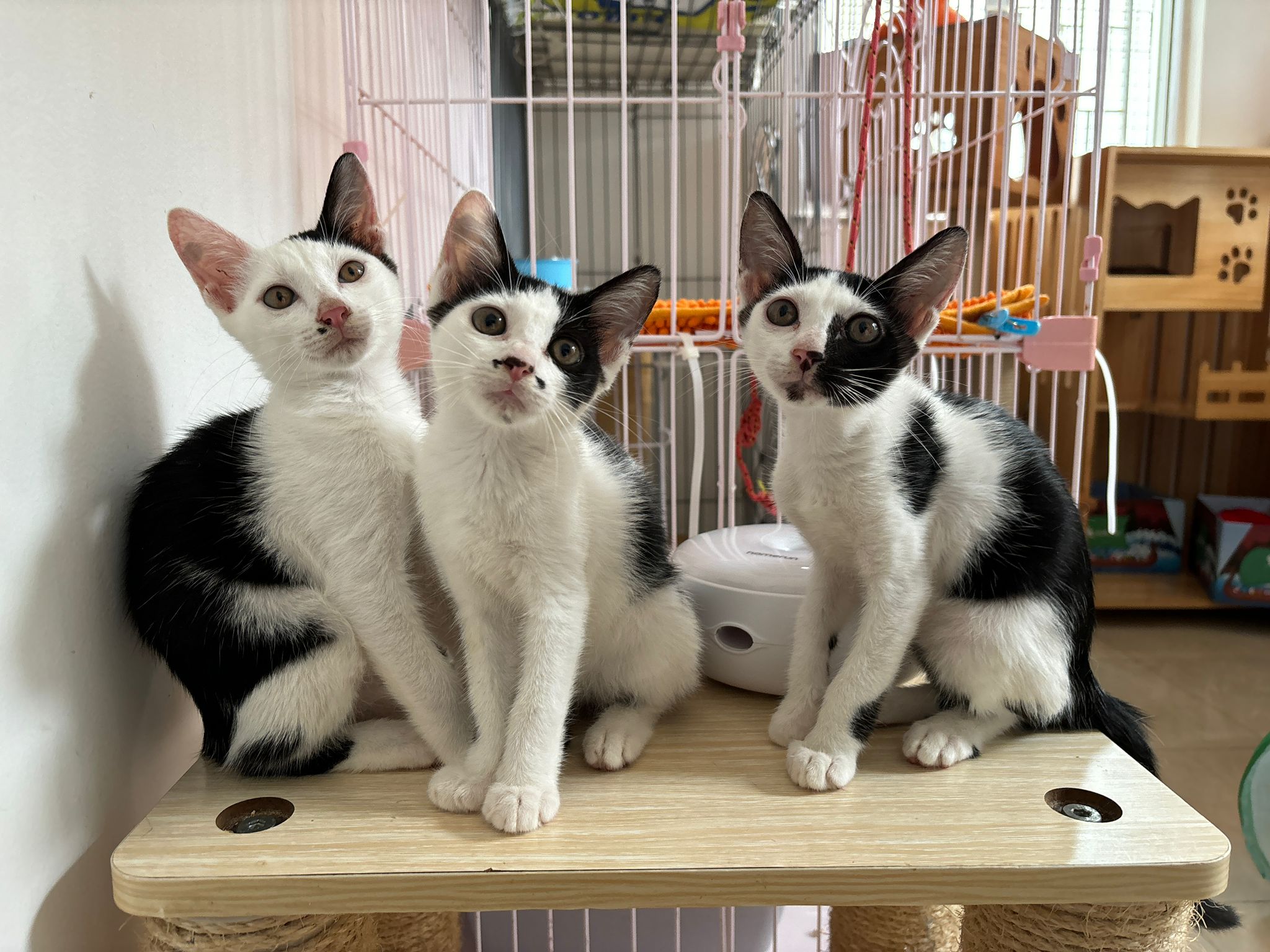 Dice, Dottie, Checker