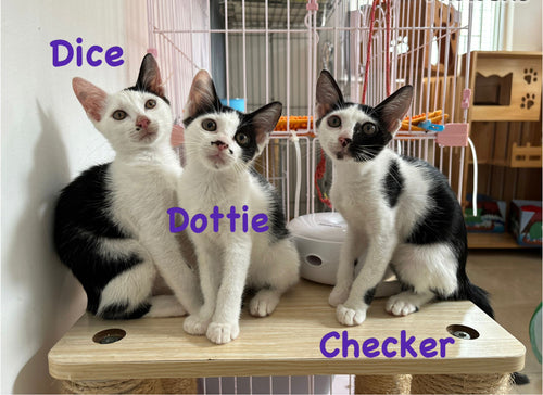 Dice, Dottie, Checker