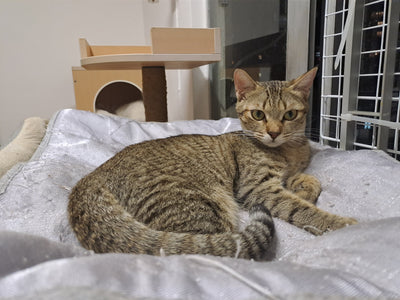 Rosita