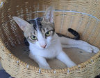 Wilson