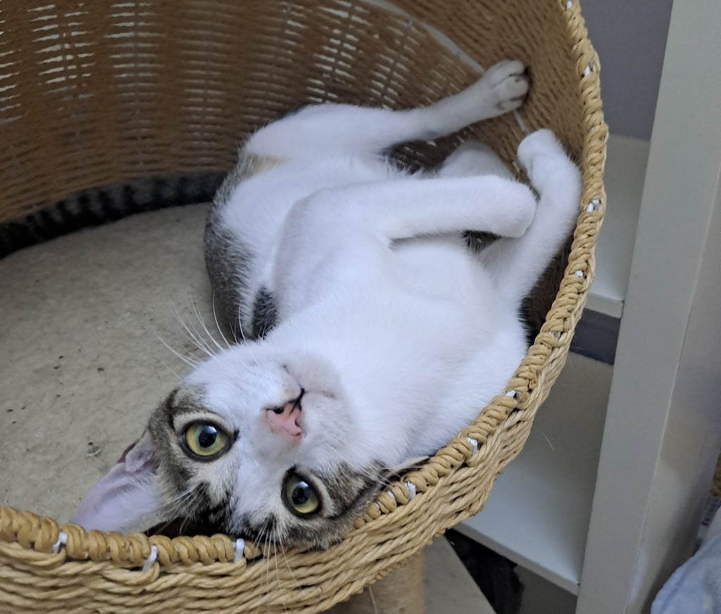 Wilson
