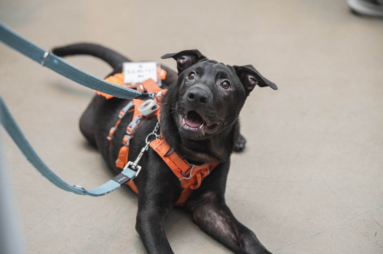 山竹 San Chuk
