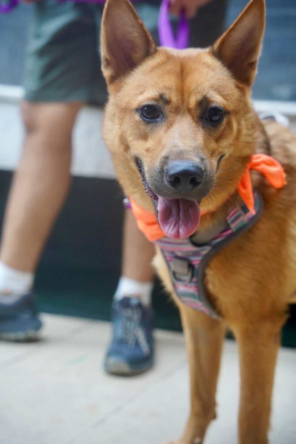 Bosco