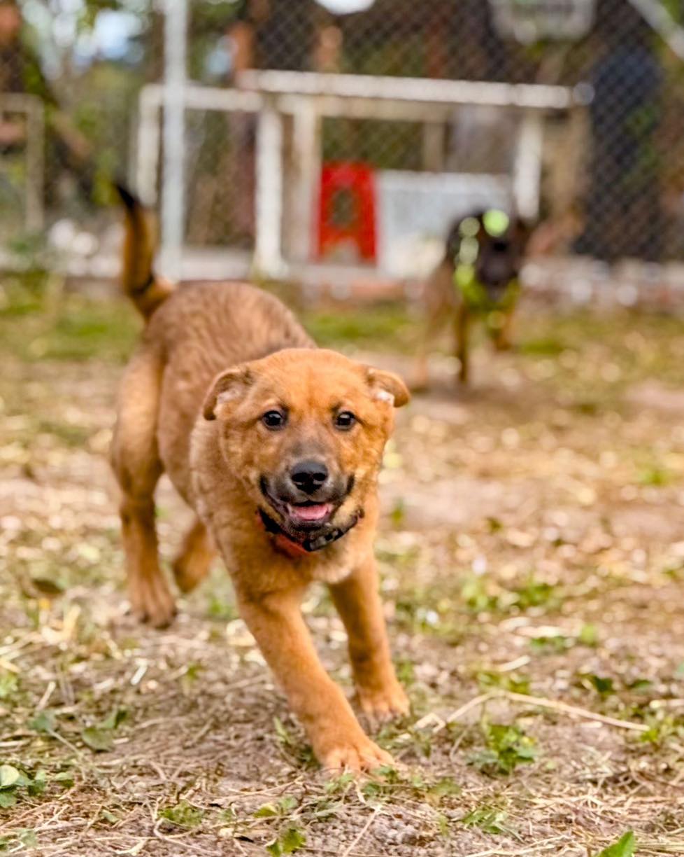 Bosco