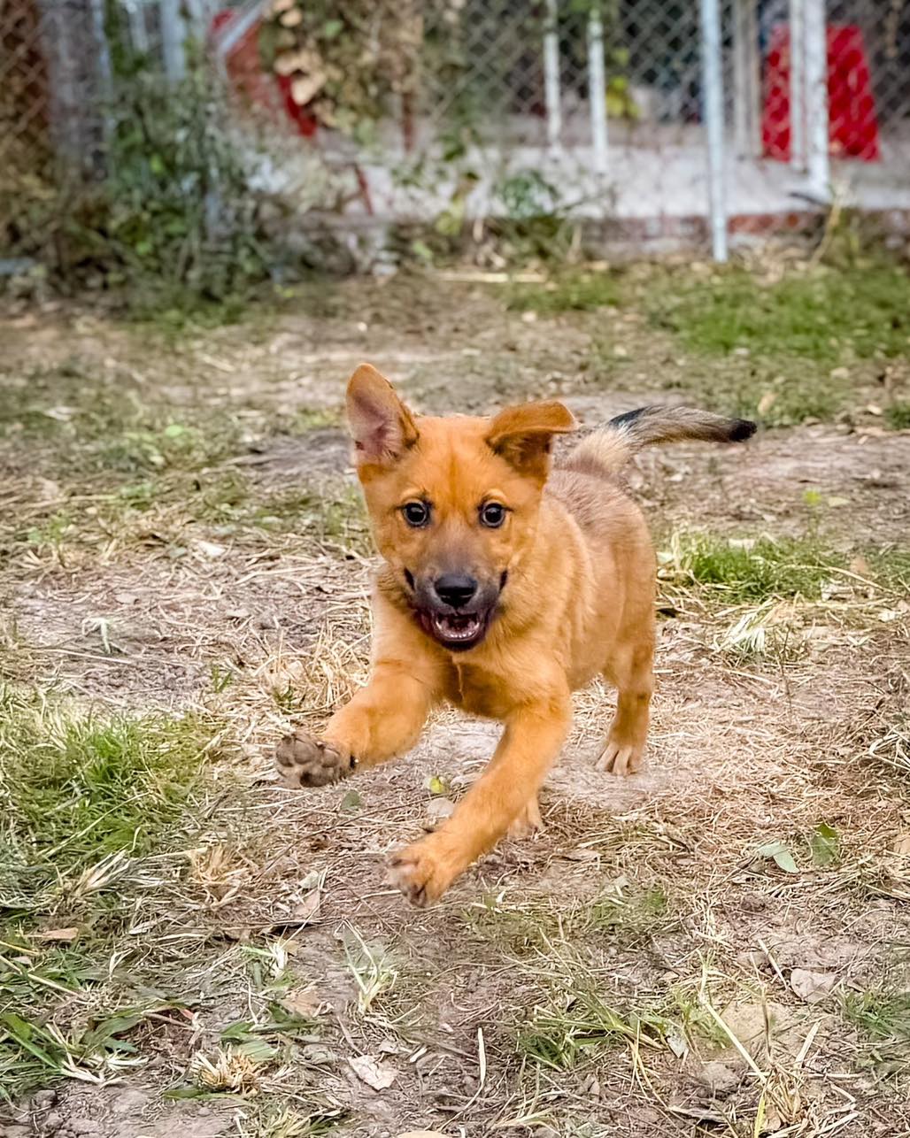 Bosco