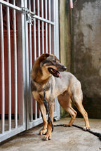 Brandy