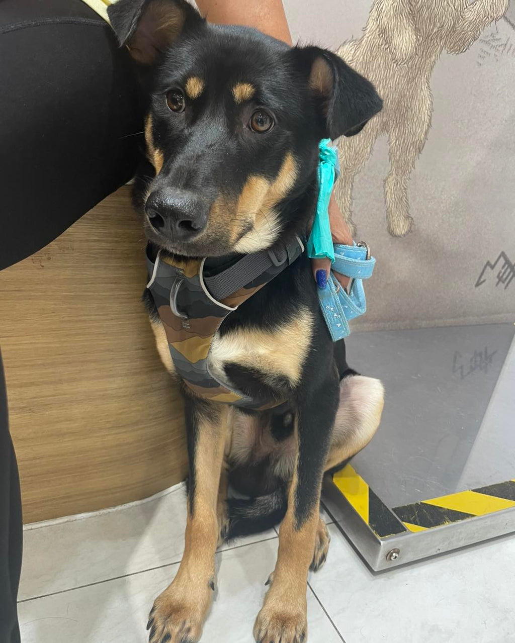 Loki