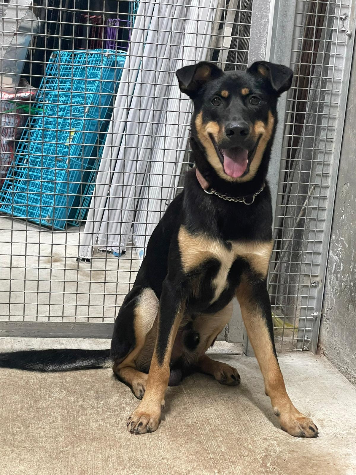 Loki