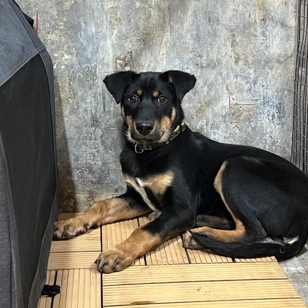 Loki