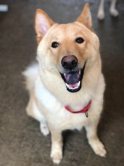 Archie