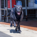 Siu Kiu
