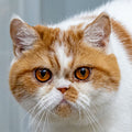 DuDu