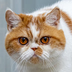 DuDu