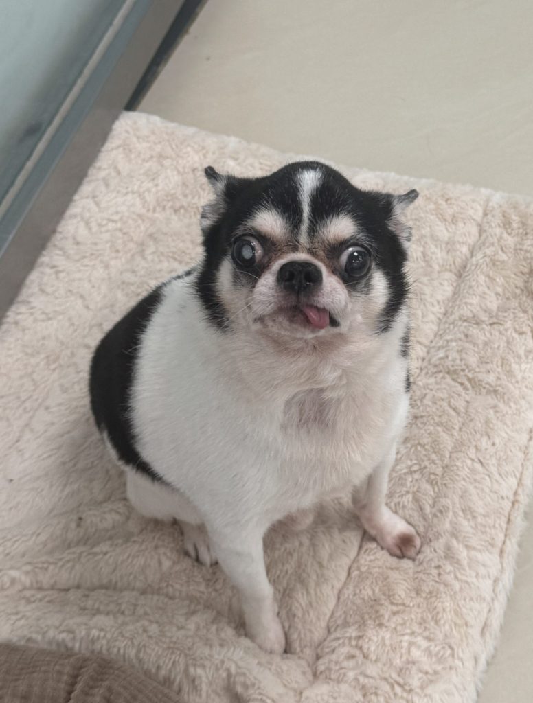 Bean
