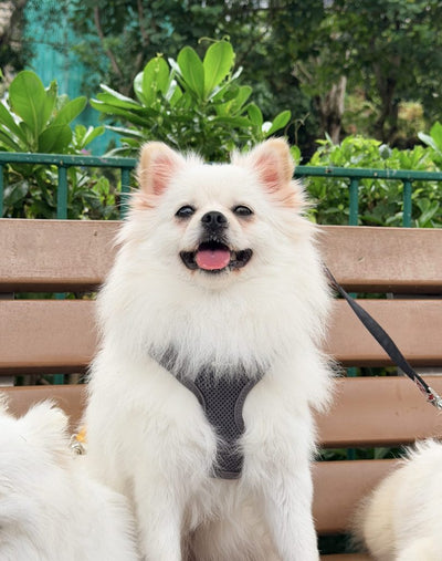 Chewy